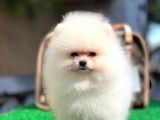 Safkan Pomeranian Boo Yavrularımız