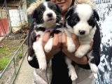 Mükemmel Border Collie Yavrular