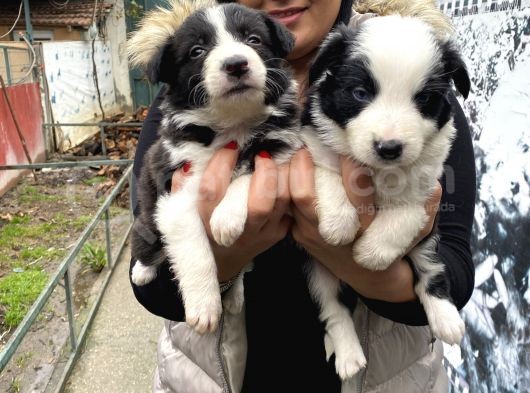 Mükemmel Border Collie Yavrular görsel