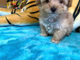 Teacup Malti̇poo Irk Garanti̇li̇ Tesli̇m