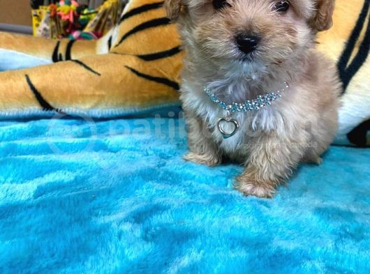 Teacup Malti̇poo Irk Garanti̇li̇ Tesli̇m görsel