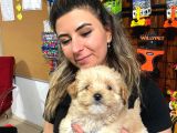 TEACUP MALTİPOO IRK GARANTİLİ TESLİM