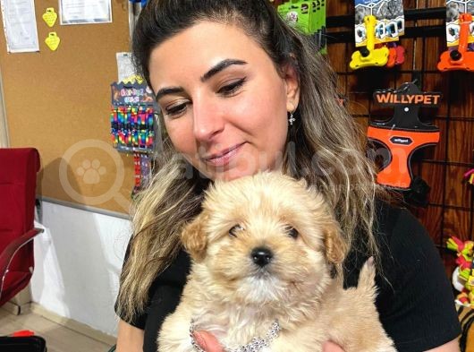 Teacup Malti̇poo Irk Garanti̇li̇ Tesli̇m