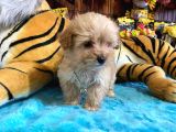 Teacup Malti̇poo Irk Garanti̇li̇ Tesli̇m
