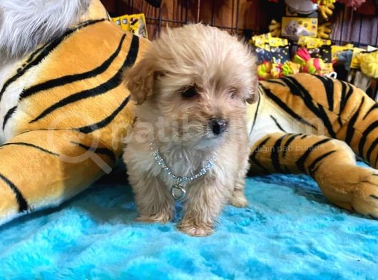 Teacup Malti̇poo Irk Garanti̇li̇ Tesli̇m görsel