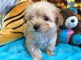 Teacup Malti̇poo Irk Garanti̇li̇ Tesli̇m