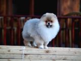 Aslan görünümlü Pomeranian Boo