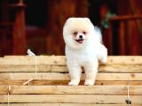 Safkan Pomeranian Boo