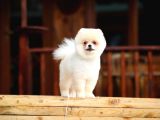 Safkan Pomeranian Boo