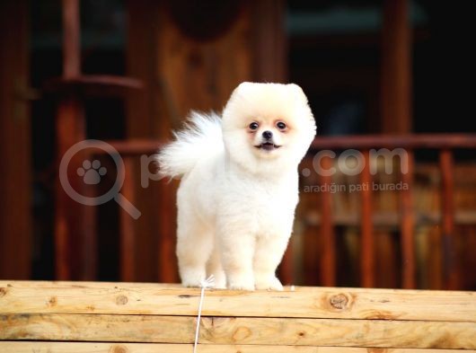 Safkan Pomeranian Boo