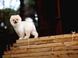 Safkan Pomeranian Boo