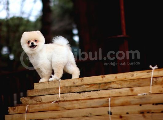 Safkan Pomeranian Boo görsel