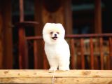 Safkan Pomeranian Boo