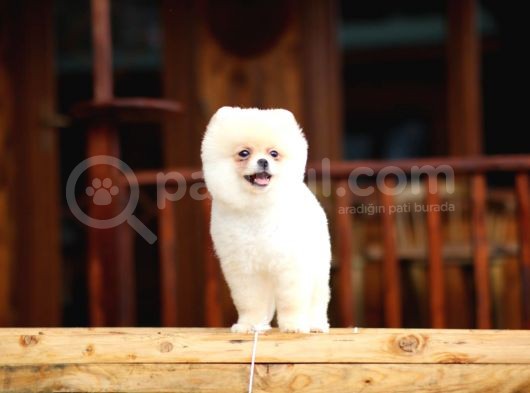 Safkan Pomeranian Boo görsel