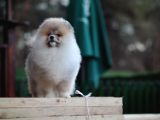 Aslan Görünümlü Pomeranian Boo