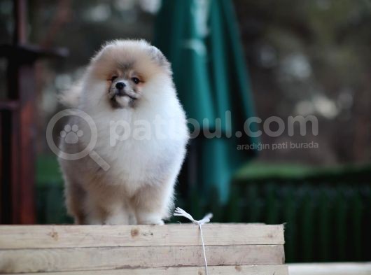 Aslan Görünümlü Pomeranian Boo görsel