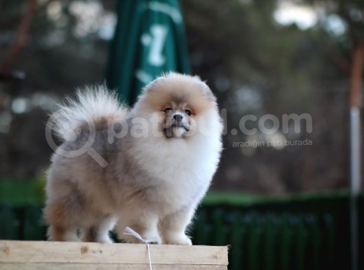 Aslan Görünümlü Pomeranian Boo görsel