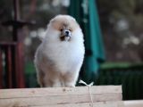 Aslan Görünümlü Pomeranian Boo