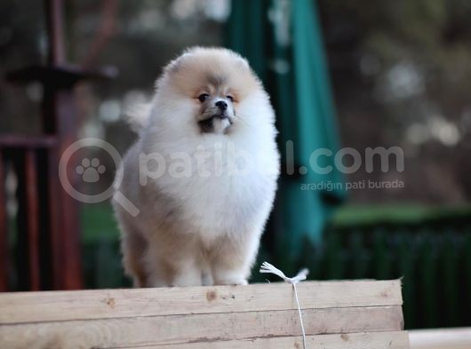 Aslan Görünümlü Pomeranian Boo görsel