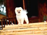 Safkan Pomeranian Boo