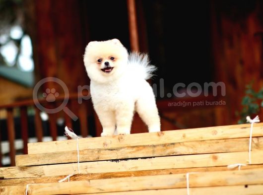 Safkan Pomeranian Boo görsel