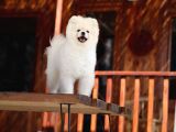 Tarzı Ile İddaalı Pomeranian Dostumuz