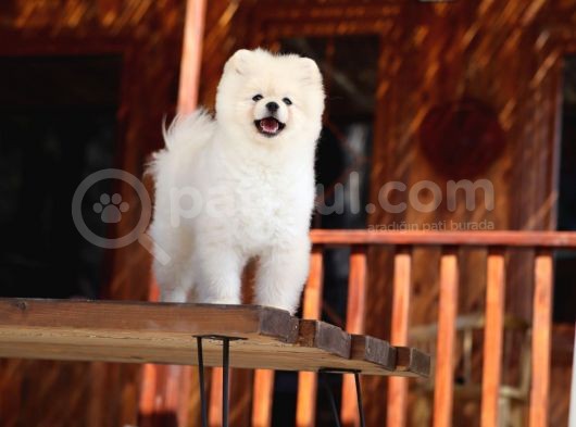 Tarzı Ile İddaalı Pomeranian Dostumuz görsel
