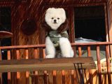 Tarzı ile İddaalı Pomeranian dostumuz