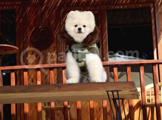 Tarzı Ile İddaalı Pomeranian Dostumuz