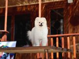 Tarzı Ile İddaalı Pomeranian Dostumuz