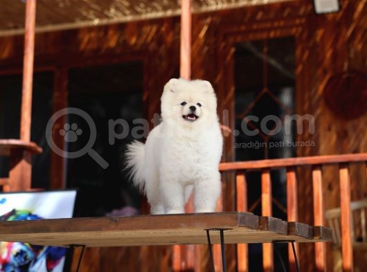 Tarzı Ile İddaalı Pomeranian Dostumuz görsel