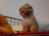 Teddybear Dostumuz Sizinle