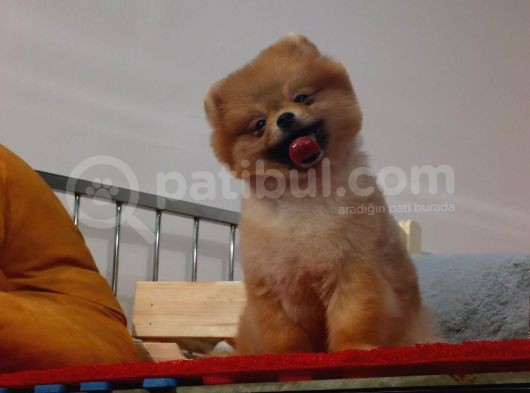 Teddybear Dostumuz Sizinle görsel
