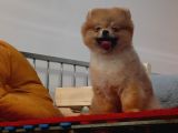 Teddybear Dostumuz Sizinle