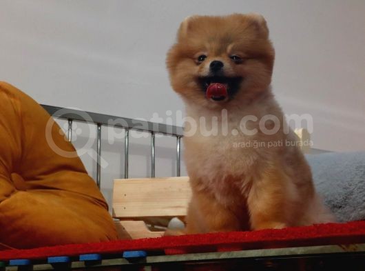 Teddybear Dostumuz Sizinle görsel
