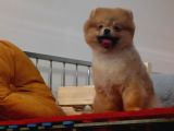 Teddybear dostumuz sizinle
