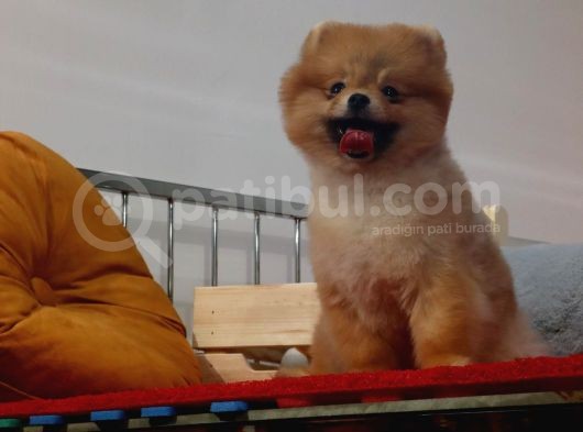 Teddybear Dostumuz Sizinle