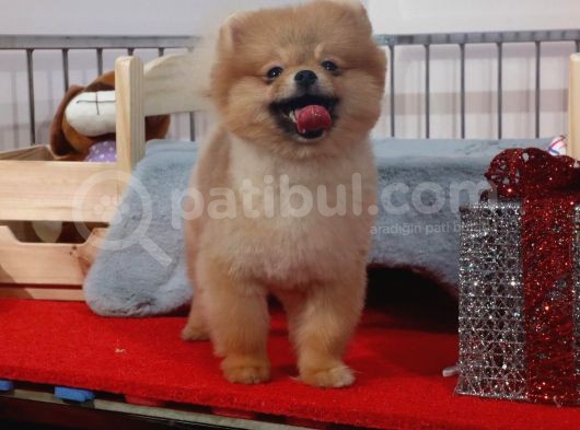 Teddybear Dostumuz Sizinle görsel