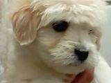 Safkan Anne Babadan Maltipoo Yavrularımız