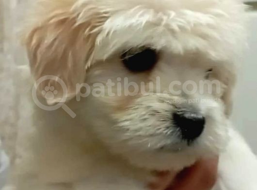 Safkan Anne Babadan Maltipoo Yavrularımız görsel
