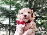 F1 TOY MALTİPOO BEBEKLERİMİZ
