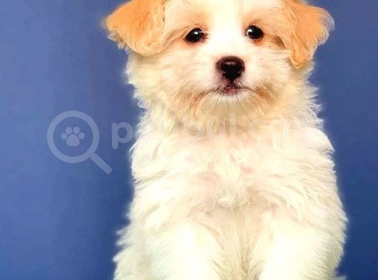 Safkan Anne Babadan Maltipoo Yavrularımız