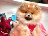 Safkan Pomeranian Boo Yavrularımız