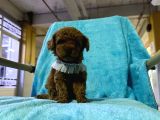 Erkek Dişi Show Kalite 2 Aylık Toy Poodle Yavruları