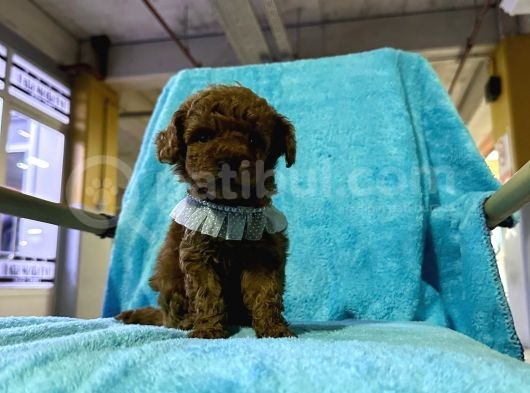 Erkek Dişi Show kalite 2 aylık toy poodle yavruları