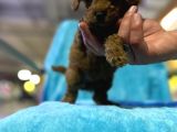 Erkek Dişi Show Kalite 2 Aylık Toy Poodle Yavruları
