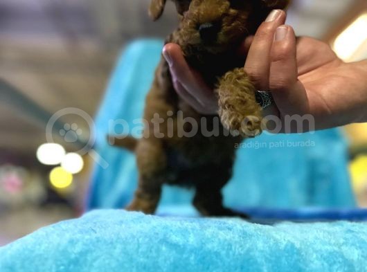 Erkek Dişi Show Kalite 2 Aylık Toy Poodle Yavruları görsel