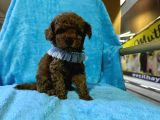 Erkek Dişi Show Kalite 2 Aylık Toy Poodle Yavruları