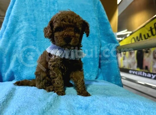 Erkek Dişi Show Kalite 2 Aylık Toy Poodle Yavruları görsel