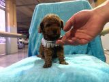 Erkek Dişi Show Kalite 2 Aylık Toy Poodle Yavruları